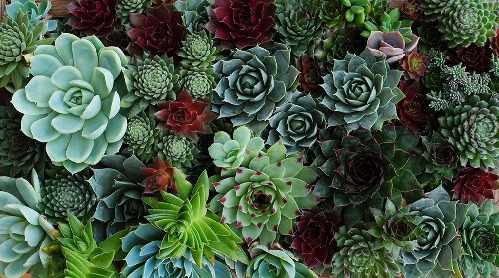 The Living Room Jozi